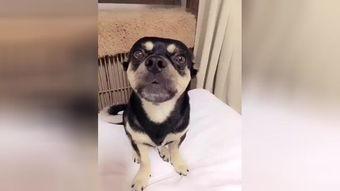 搞笑的狗狗歌
